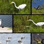 <p align=left>C'est en dehors du parc Heritage Village, en fait aux abords du lac et du canal, que nous pouvons observer la plus grande variété d'oiseaux: aigrette, ibis, galinule, anhinga.
